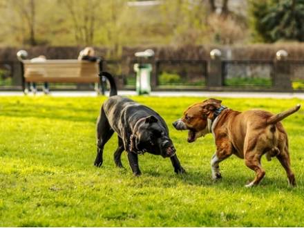 Will County dog-on-dog bite attorney