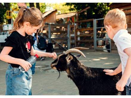 Aurora, IL Animal Attack Attorney
