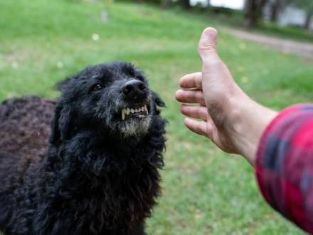 Kane County, IL Dog Bite Attorney