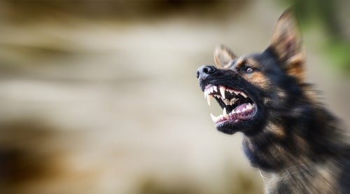 Illinois dog bite injury attorney