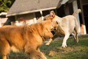 Kane County dog bite injury attorney