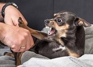 Will County dog bite injury attorney