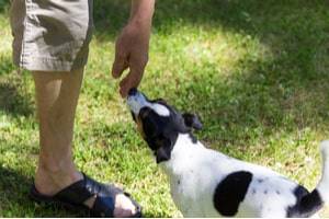 What Actions Can Help Prevent a Dog Attack?