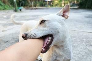 Chicago personal injury attorney dog bite attack