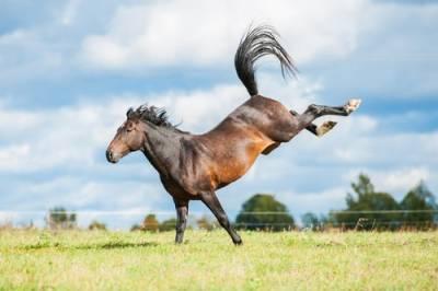 DuPage County horse kick injury lawyers