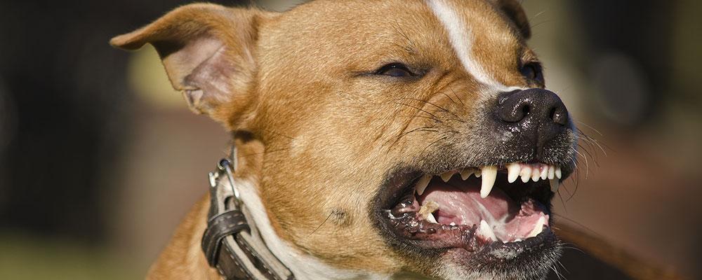 Illinois dog bite attorney for nerve injuries