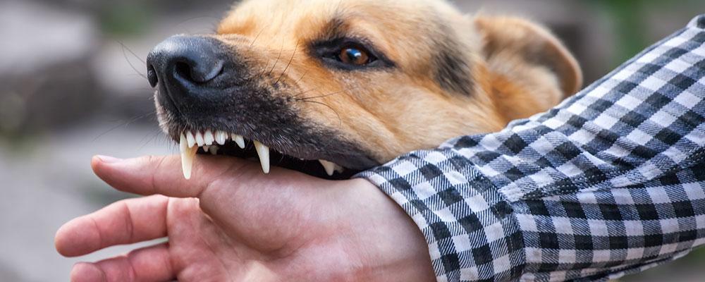 Naperville dog attack lawyer for scars and disfigurement